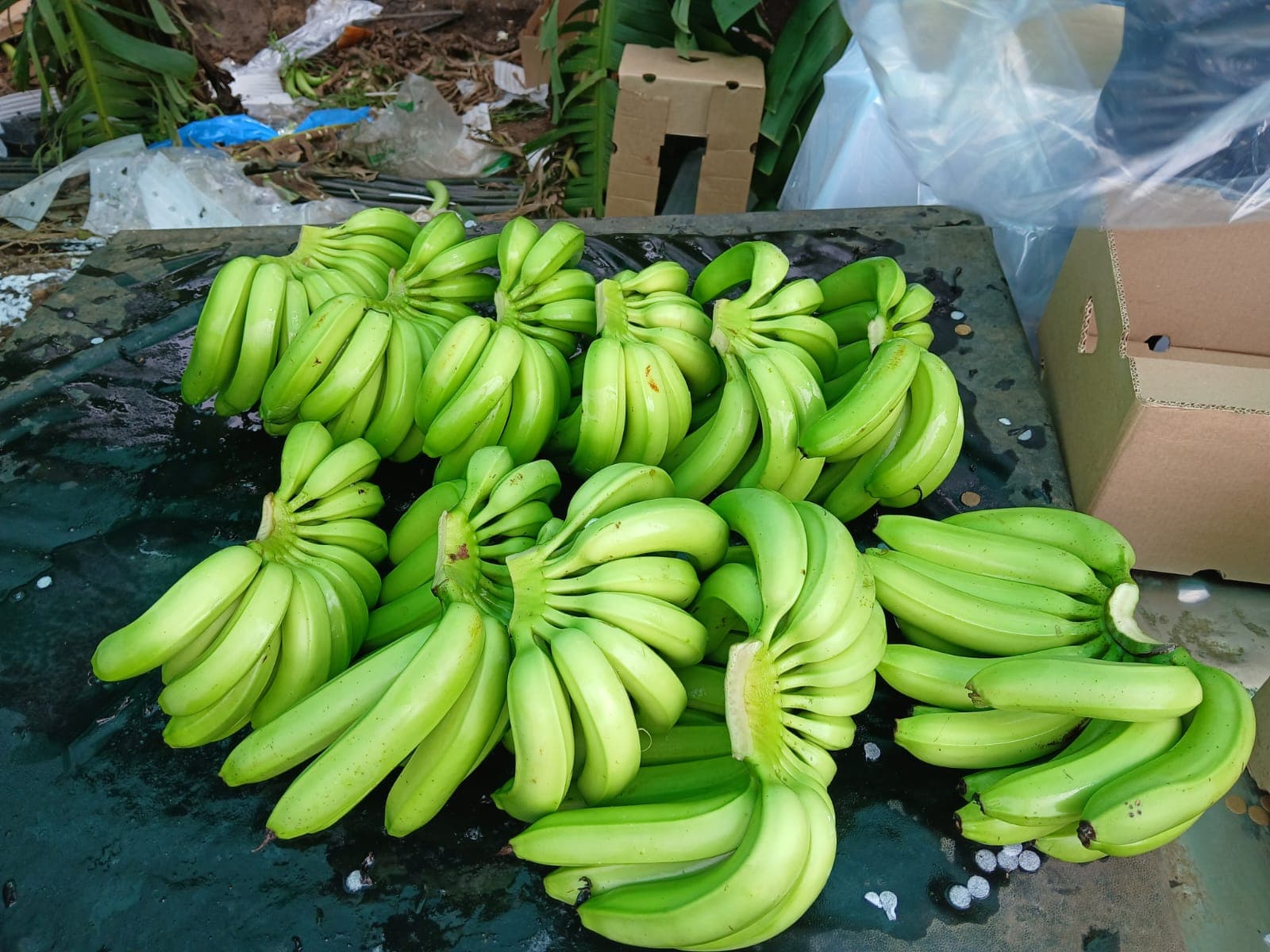 Bananas