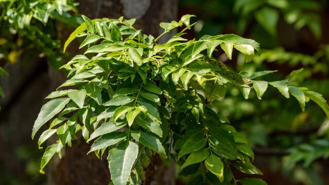 Curry Leaves