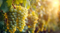 Grapes